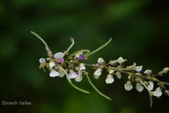 Desmodium laxiflorum